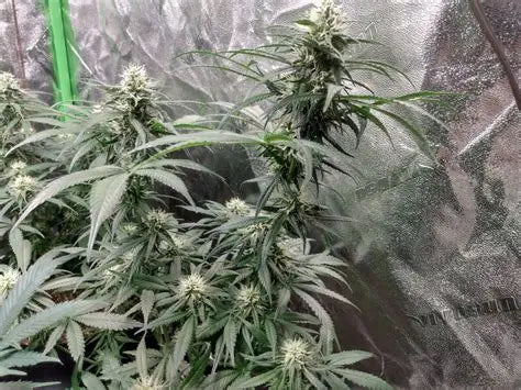 Exodus Cheese #1, #2, #4-#13