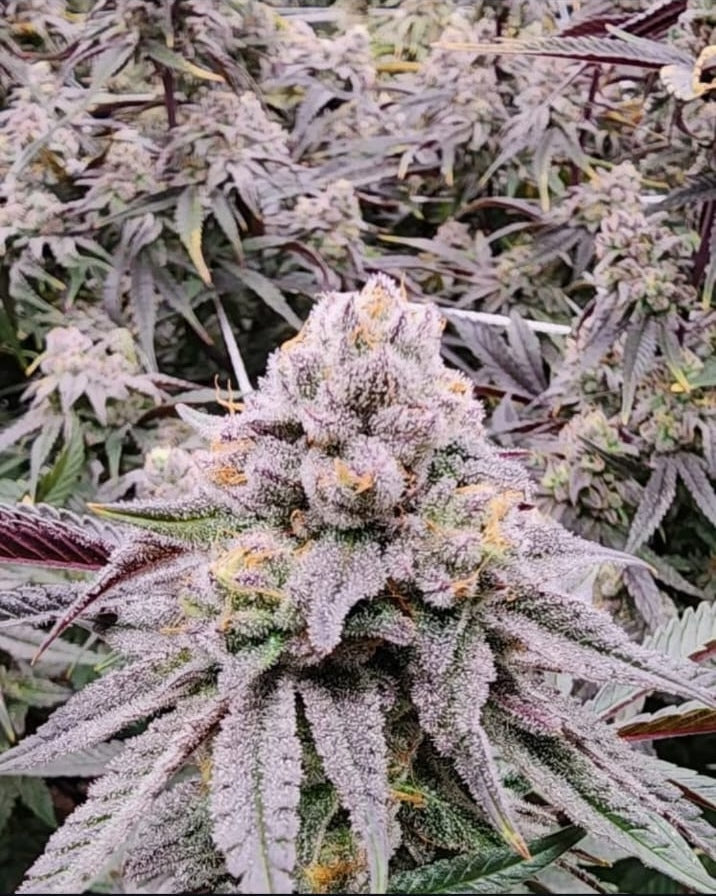 Strawberry Sugar Cookies